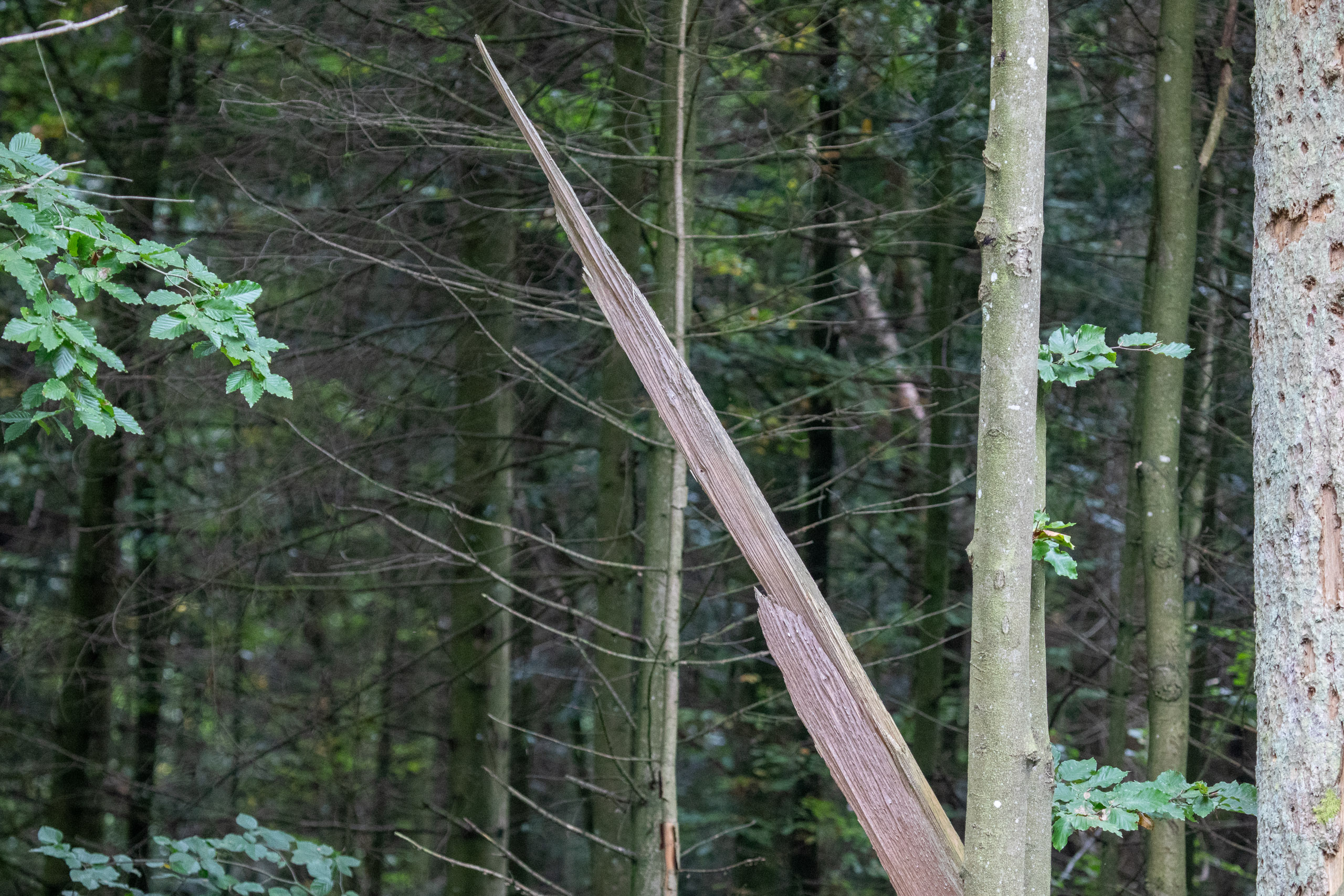 20231014103452 RD4 4705